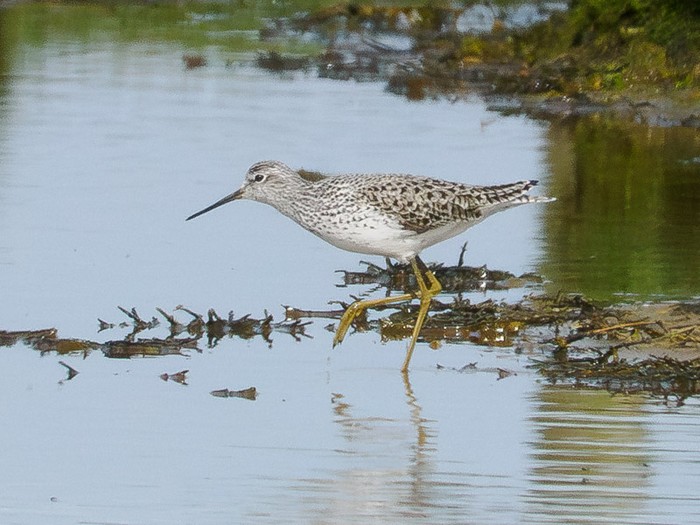 Marsh Sandpiper