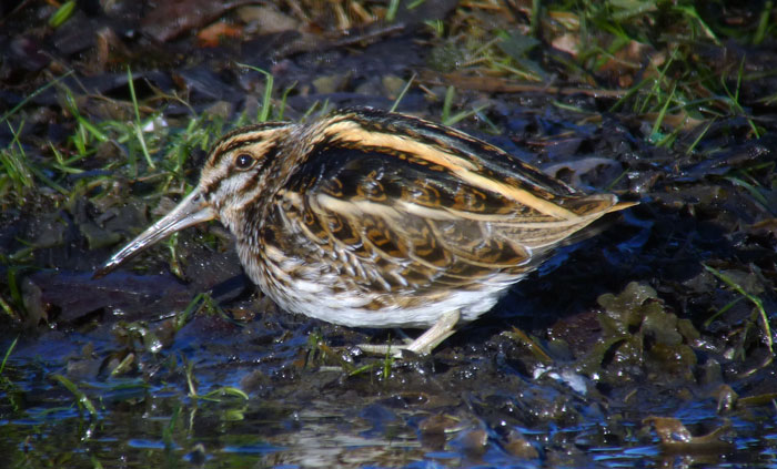 Jack Snipe