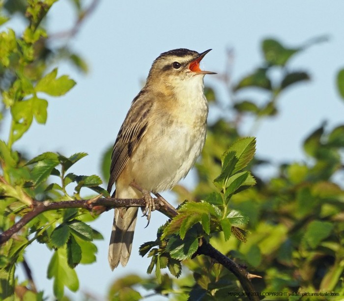 Sedge Warbler