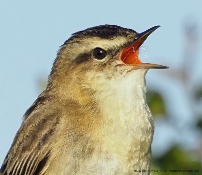 Sedge Warbler