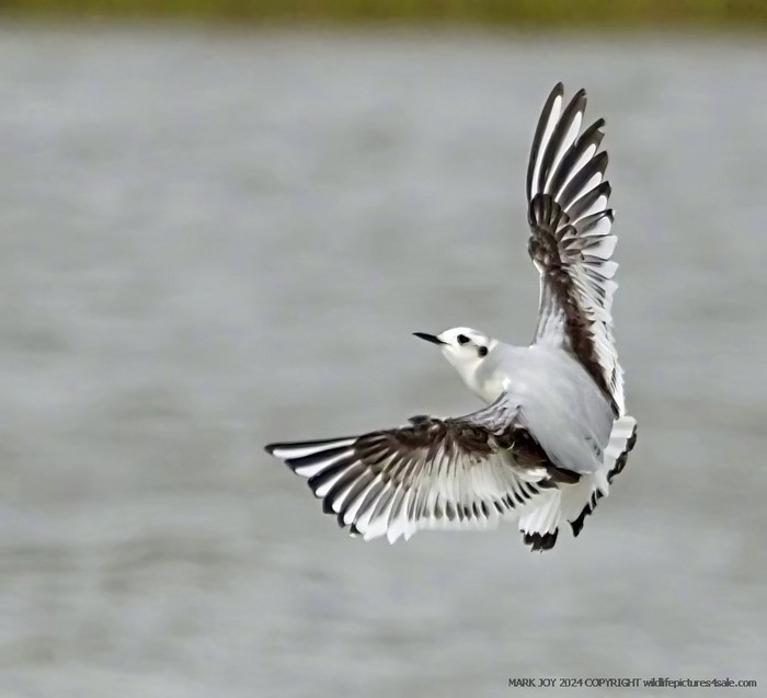 Little Gull