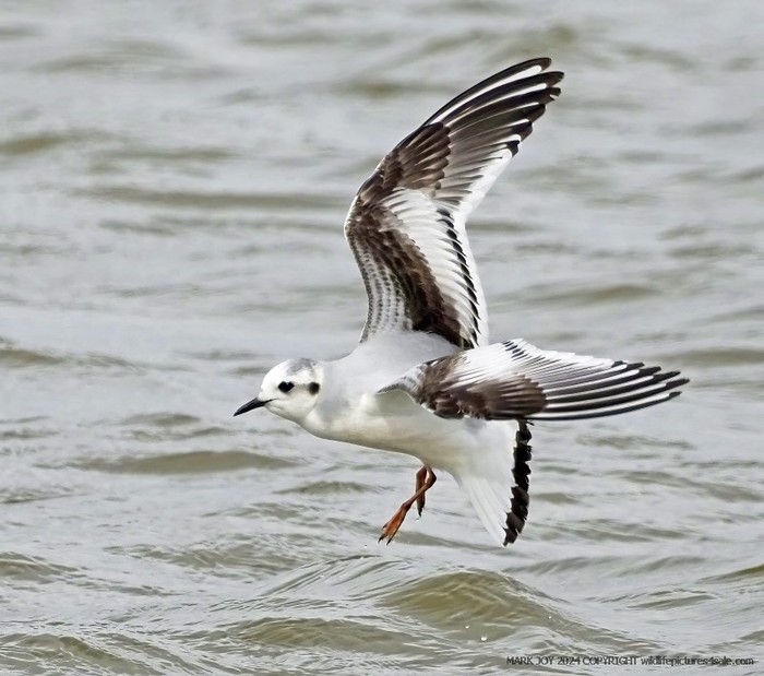 Little Gull