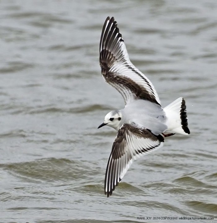 Little Gull