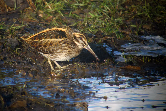 Jack Snipe