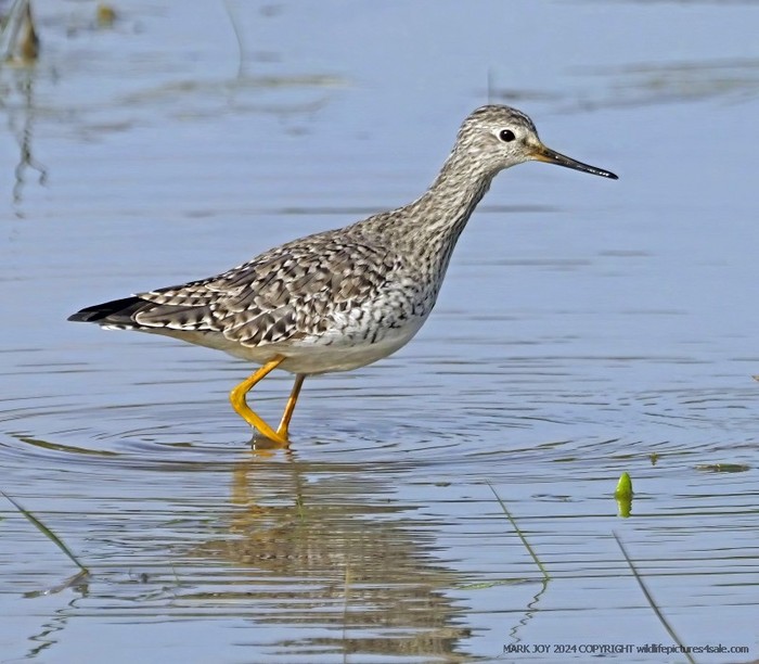 Lesser Yellowlegs