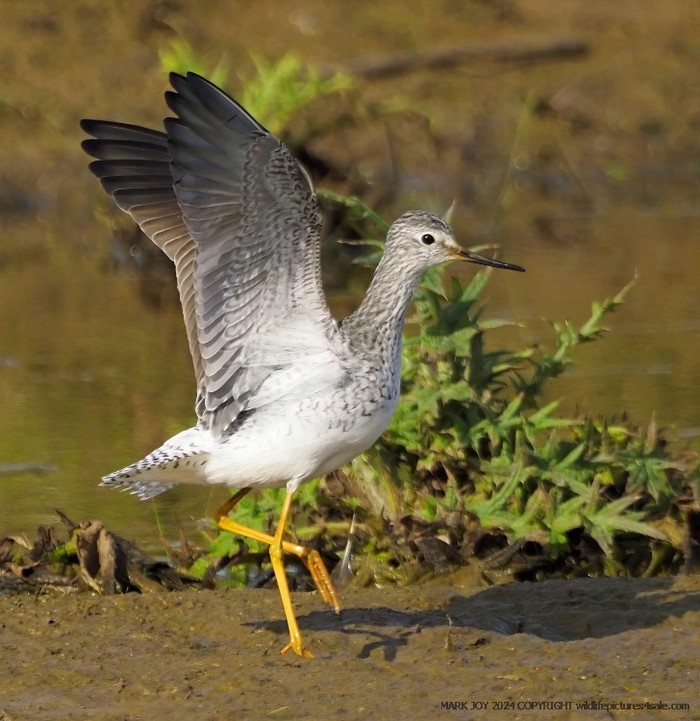 Lesser Yellowlegs