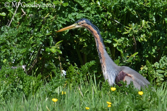 Purple Heron