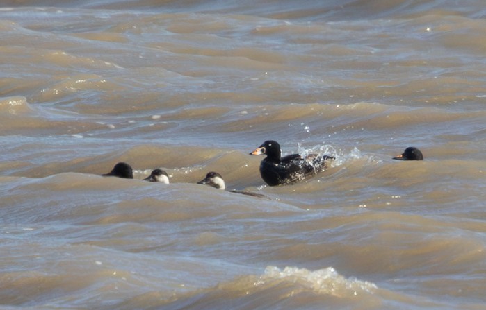 Surf Scoter