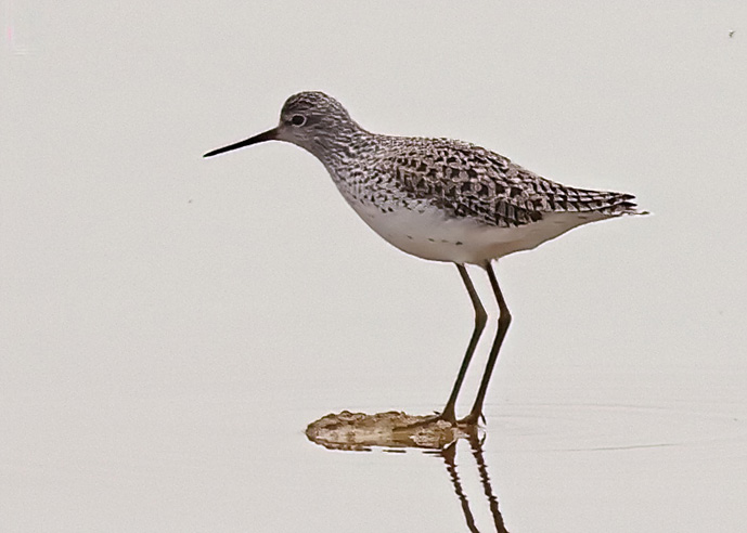 Marsh Sandpiper