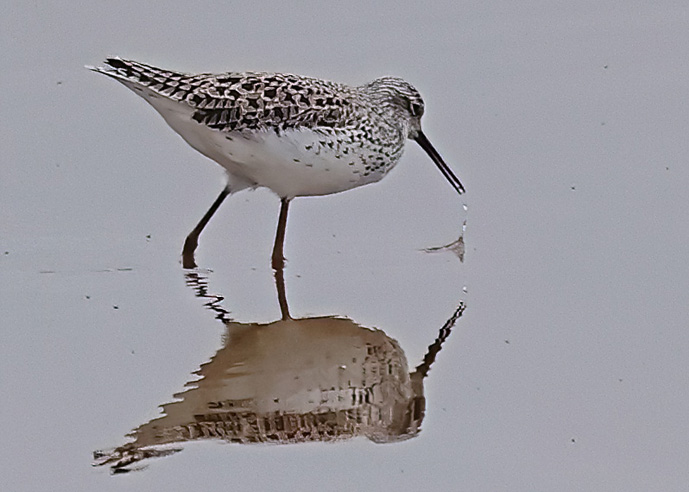 Marsh Sandpiper