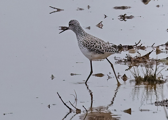 Marsh Sandpiper