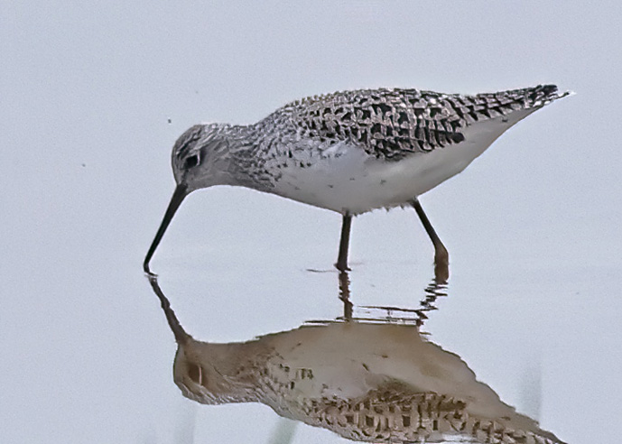 Marsh Sandpiper