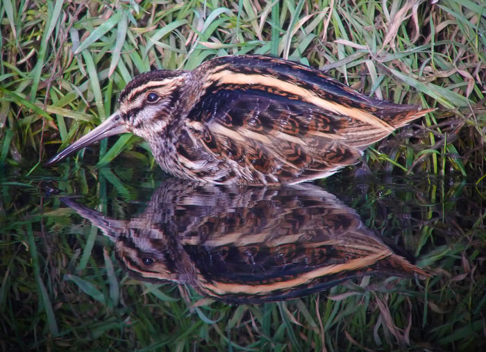 Jack Snipe