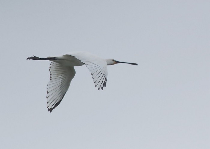 Spoonbill