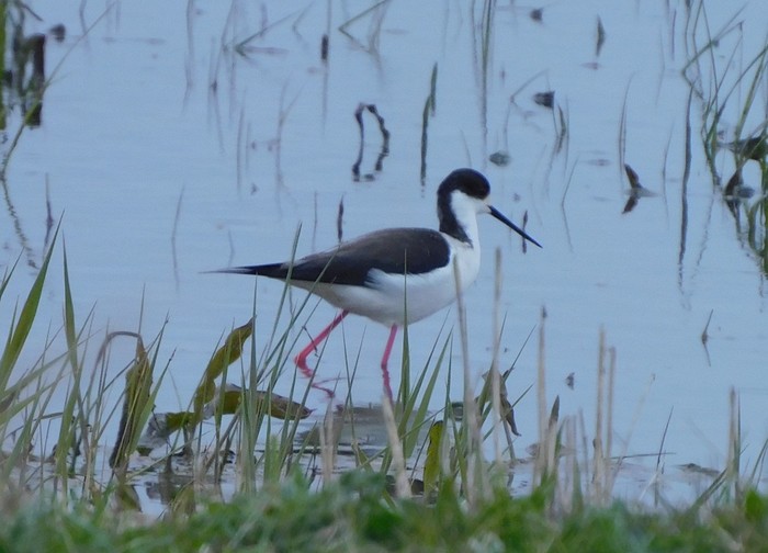 Black-winged Stilt