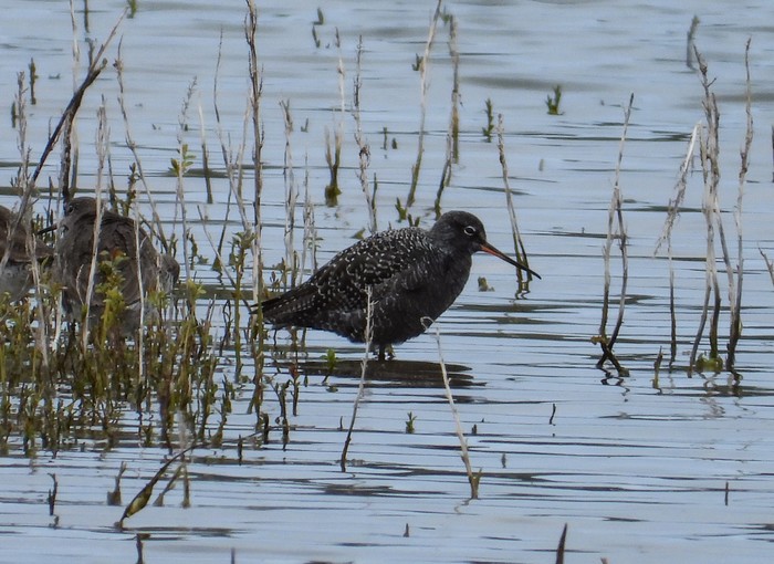 Spotted Redshank