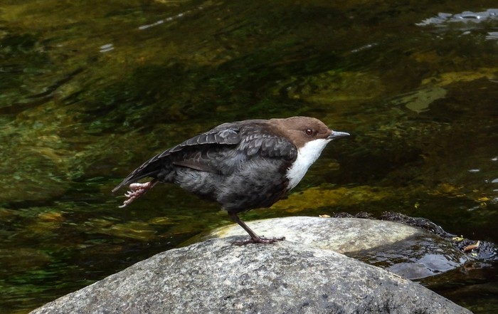 Dipper