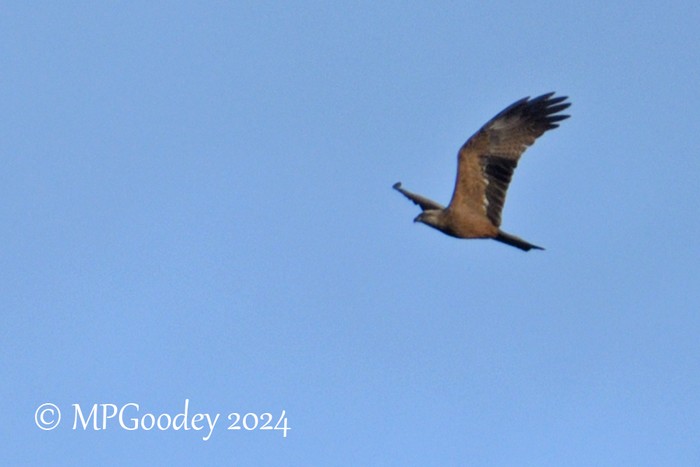 Black Kite