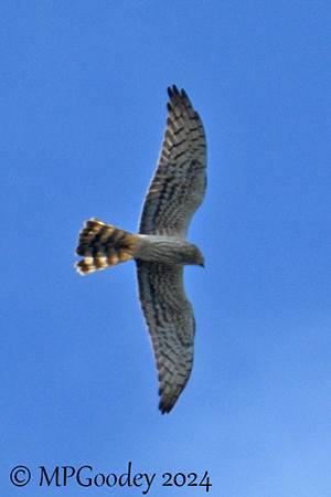 Montagu's Harrier