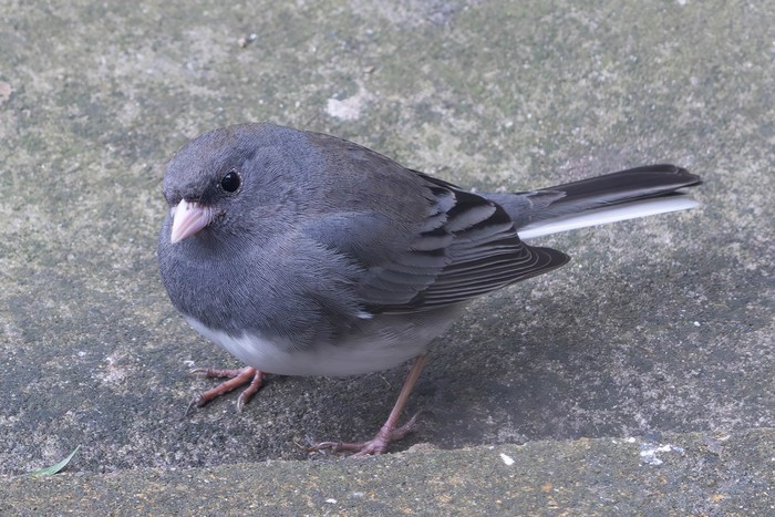 Slate-coloured Junco