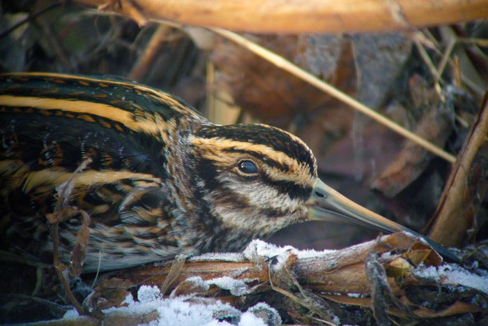 Jack Snipe