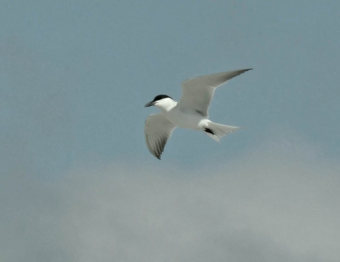 Gull-billed Tern