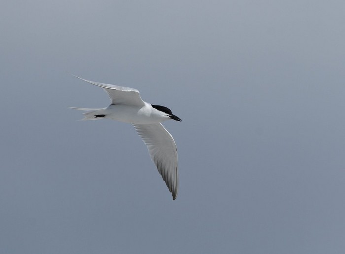 Gull-billed Tern