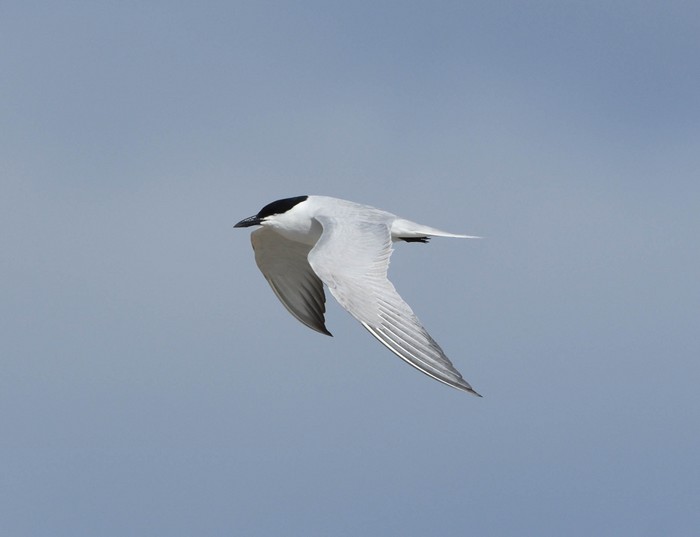 Gull-billed Tern