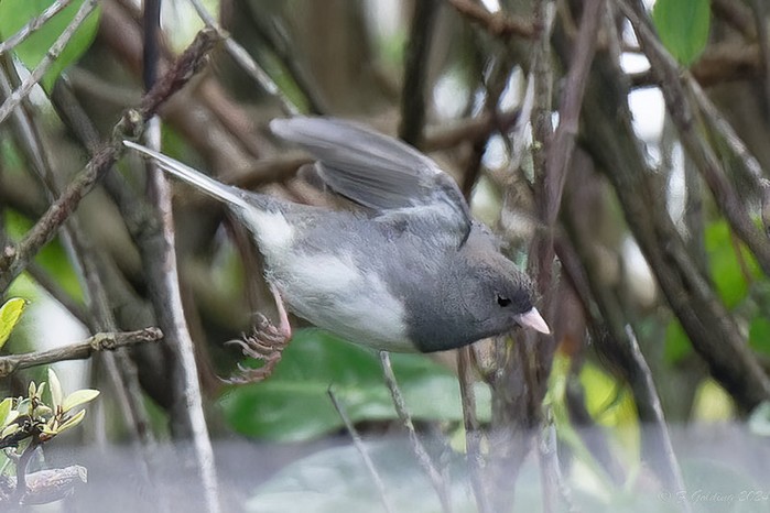 Slate-coloured Junco