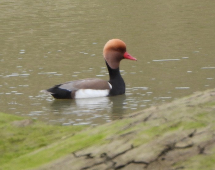 Red-crested Pochard