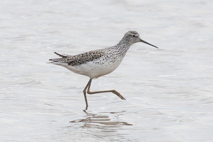 Marsh Sandpiper