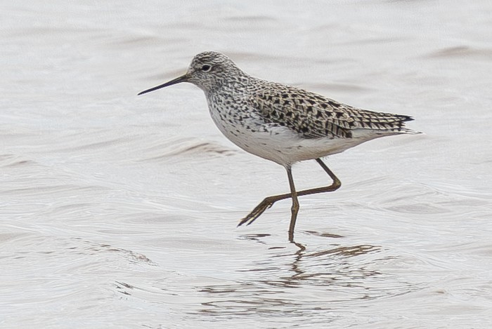 Marsh Sandpiper