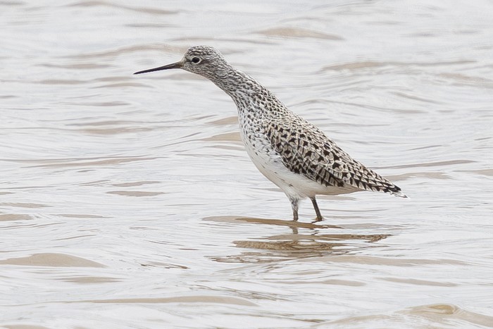 Marsh Sandpiper