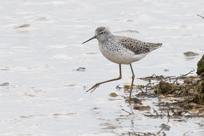 Marsh Sandpiper