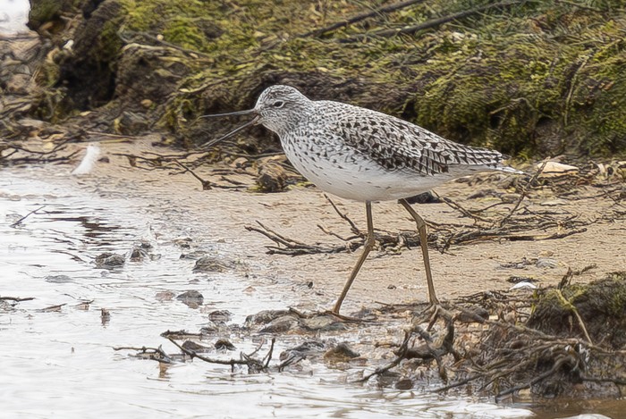 Marsh Sandpiper