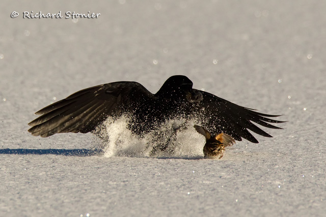 Carrion Crow