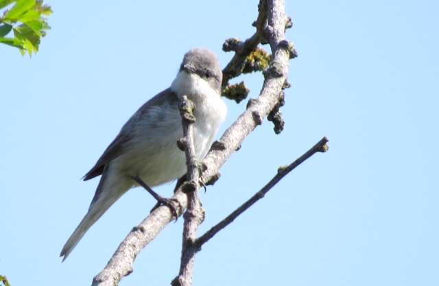 Lesser Whitethroat