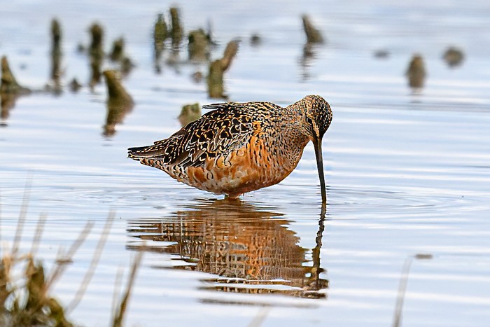 Long-billed Dowitcher
