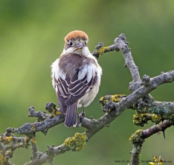 Woodchat Shrike