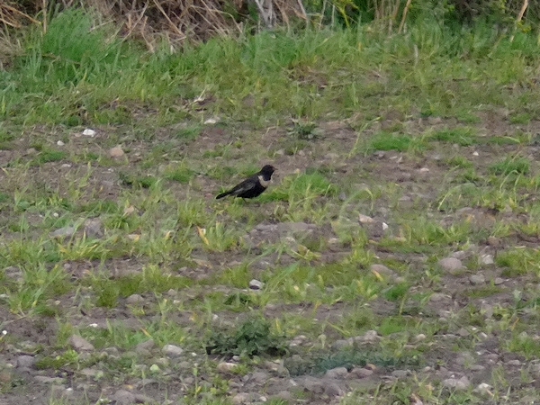 Ring Ouzel