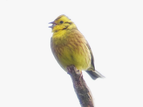 Yellowhammer