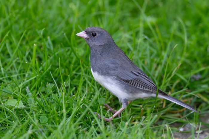 Slate-coloured Junco