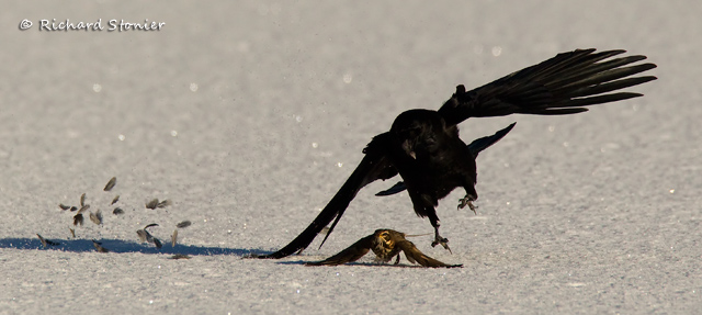 Carrion Crow