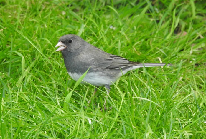 Slate-coloured Junco