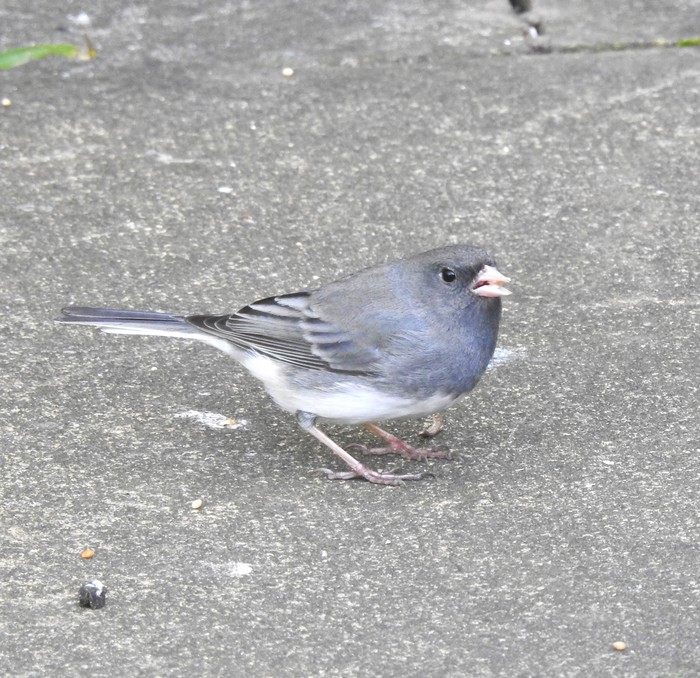 Slate-coloured Junco