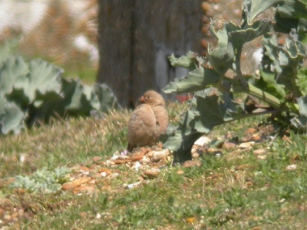 Trumpeter Finch