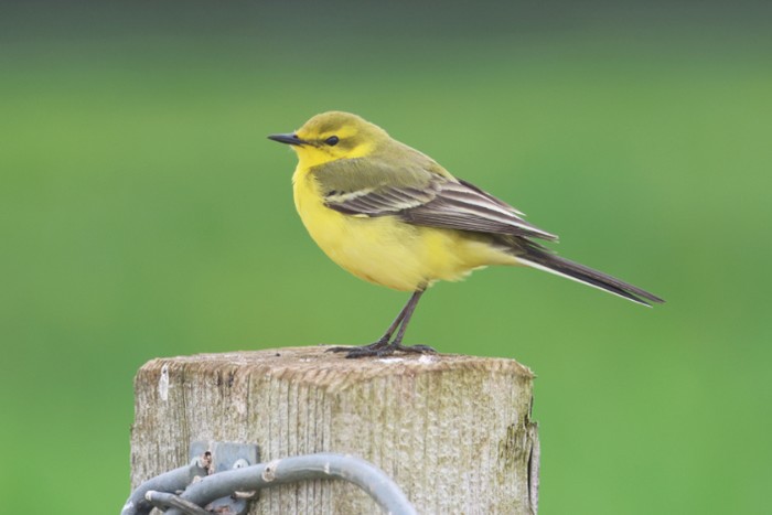 Yellow Wagtail