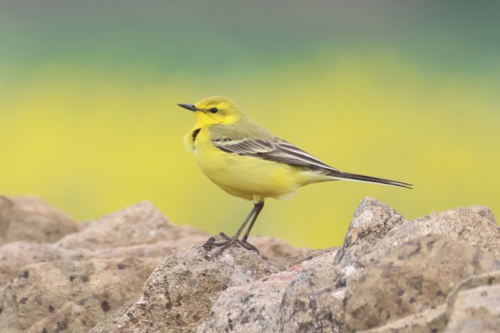 Yellow Wagtail
