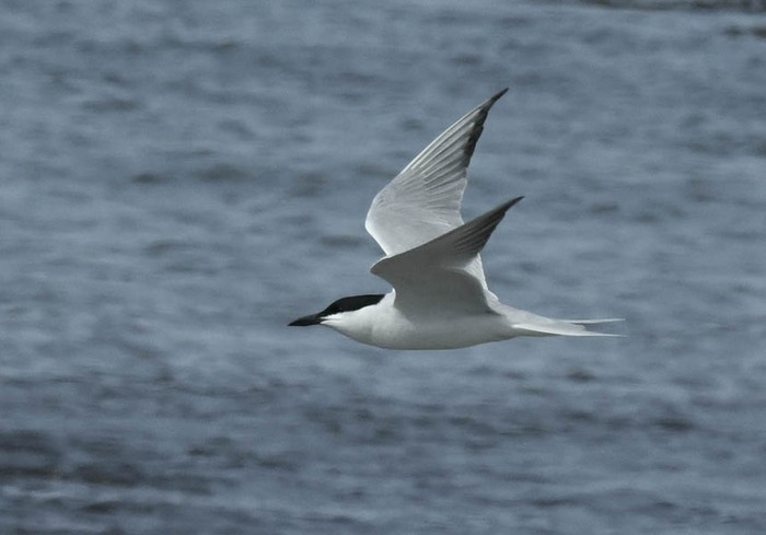 Gull-billed Tern