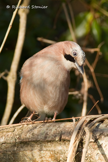 Jay